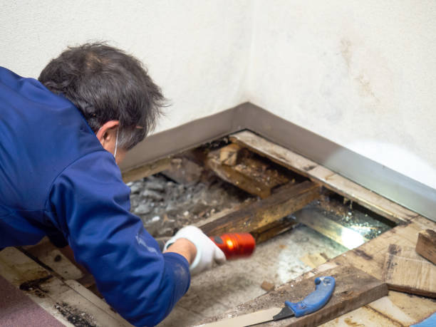 Best Crawl Space Mold Removal  in Incline Village, NV