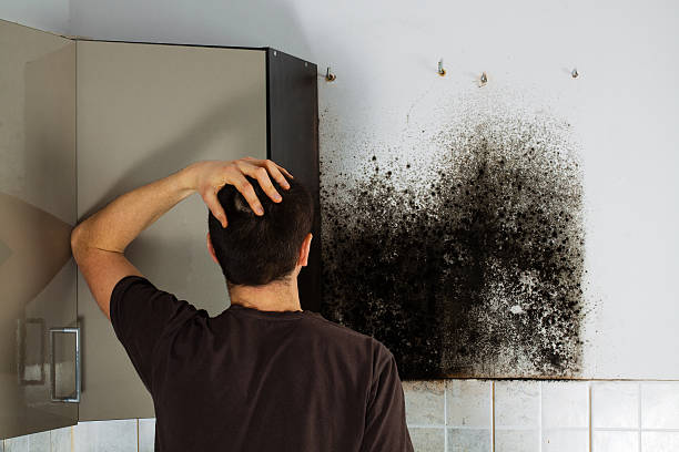 Best Attic Mold Removal  in Incline Village, NV